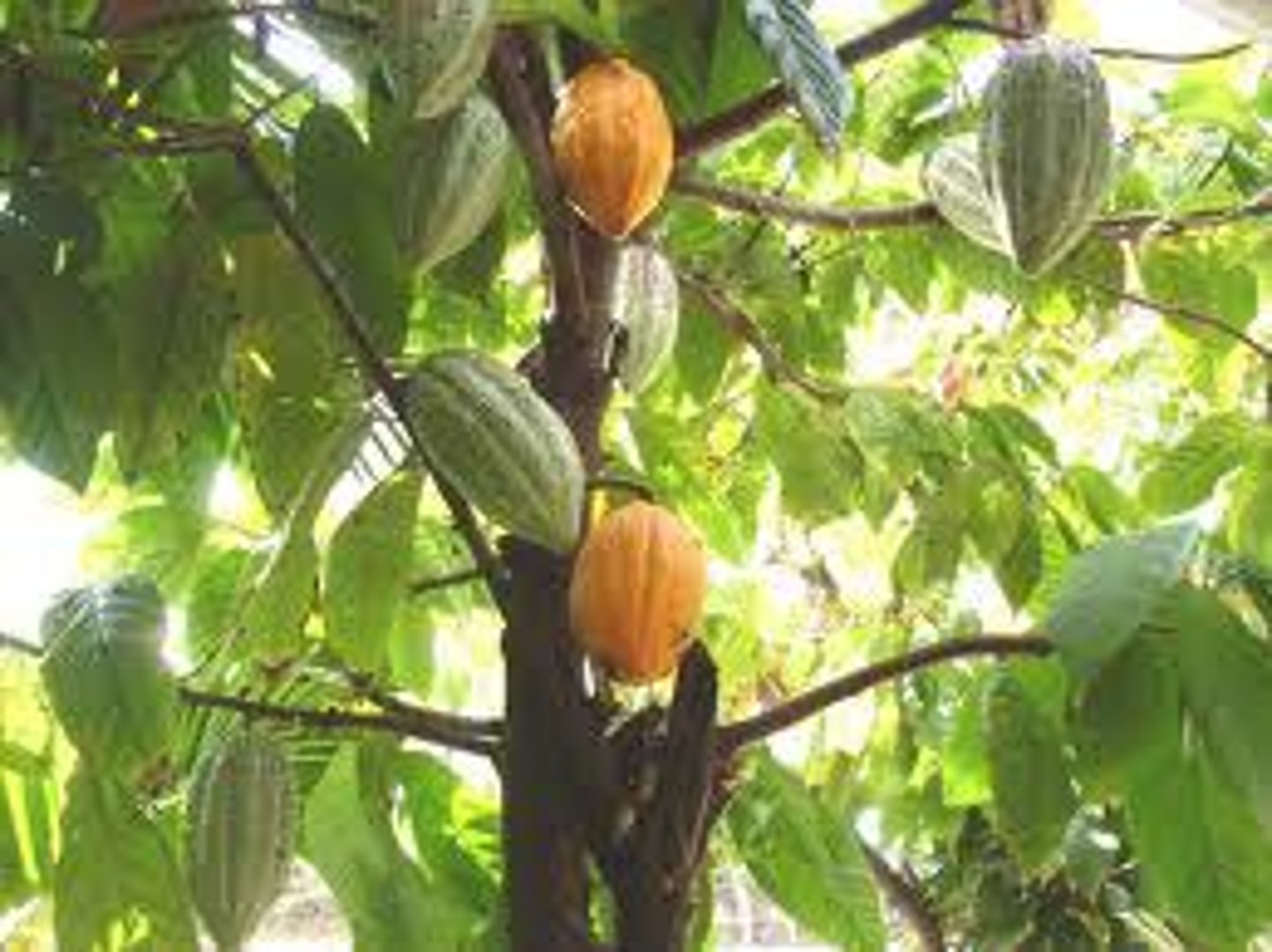 <p>scientific name of the plant from which chocolate comes from</p>