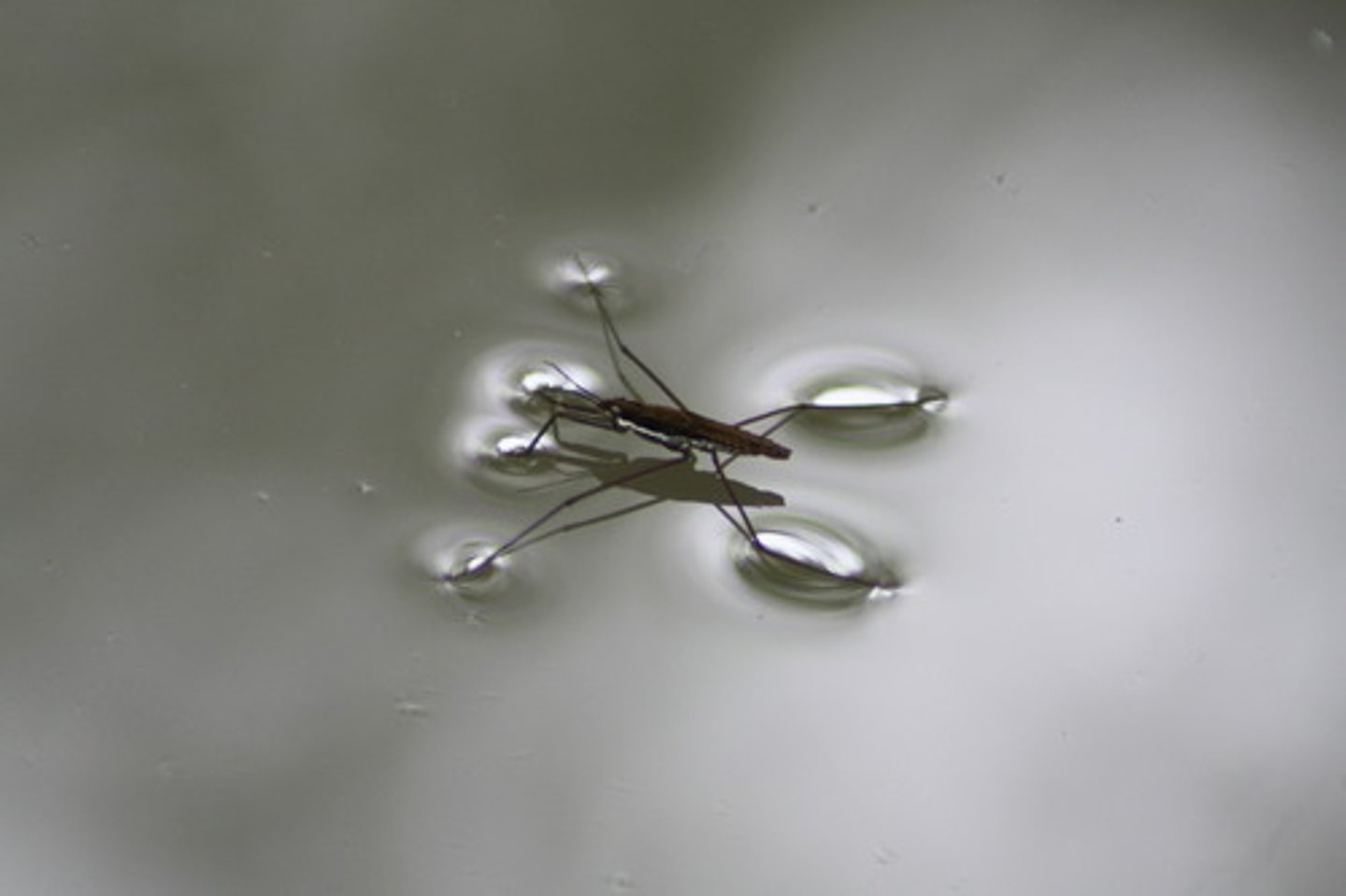<p>Explains why small objects like needles or paper clips can float on water if placed gently and why water droplets are spherical.</p>