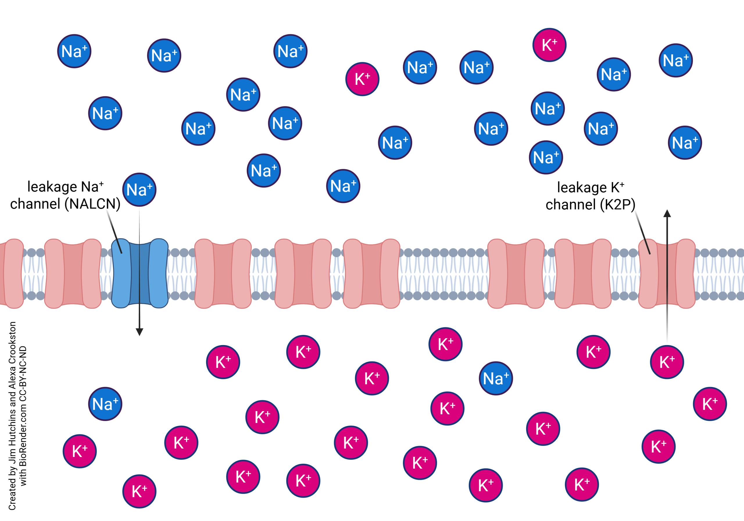 <p>ETC crates a charged gradient</p><p>High concentration of K+ inside of neuron</p><ul><li><p>Move freely in and out of cell help maintain distrobution</p></li></ul><p>High concentration of Na+ outside of neuron.</p><p>Inside is negative and outside is postive</p>
