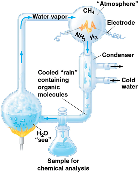 <p>put a mixture of methane, ammonia, hydrogen, and water in a closed system. They found out that amino acids and organic molecule that were essential for life could be self-produced therefore recreating early atmosphere on earth. it was heated and electric current was placed through to mimic the lighting strikes</p>