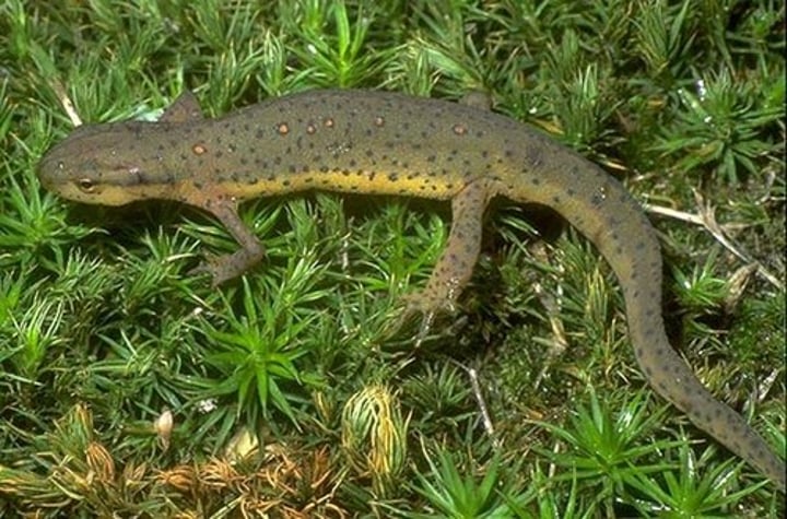 <p>Central Newt<br>2.5 to 4 inches<br>Found in woodland ponds and wetlands<br>Mate in autumn, lay eggs in April, metamorphosis in late summer</p>