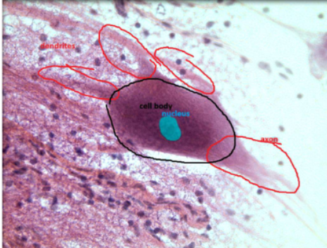 <p>found in central nervous system</p>