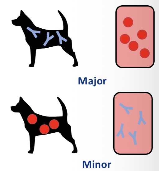 <p>Types of cross matching</p>