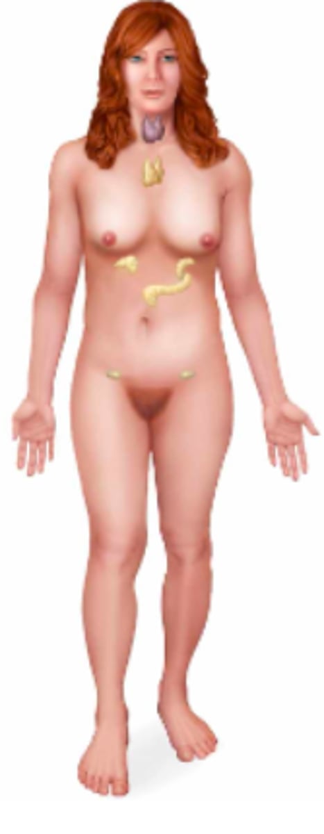 <p>Name the body system & its included organs</p>