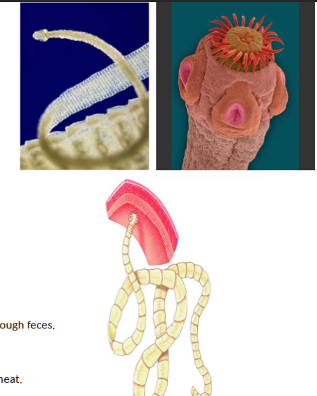<p>phylum platyhelminths, parasitic tapeworms, live in gut, no mouth or digestive tract, hermaphroditic&nbsp;</p>