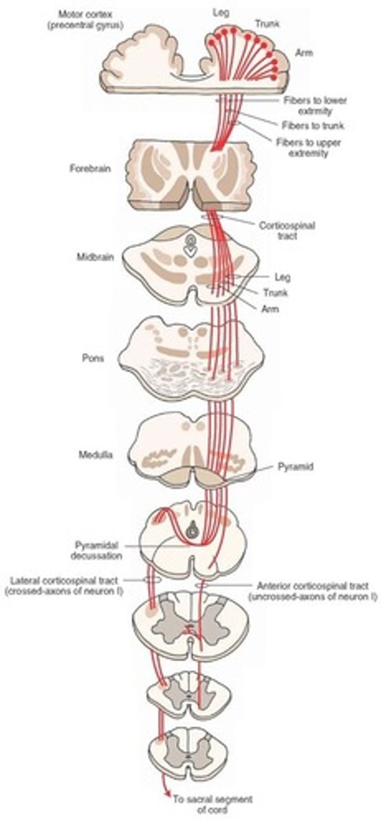 <p>- Motor pathway that goes from motor nerve fibers - opposite side - lateral column of spinal cord - lower motor neuron in anterior horn of spinal cord</p><p>- Mediates purposeful voluntary movement (Ex. Writing)</p>