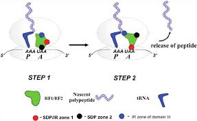<p>Proteins (e.g., RF1 and RF2 in bacteria) that recognize stop codons in the A site of the ribosome and promote the release of the newly synthesized polypeptide.</p>