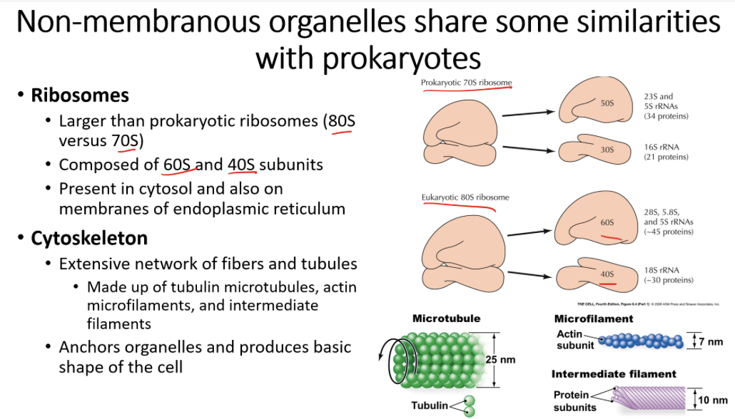 receives, processes , and package large molecules