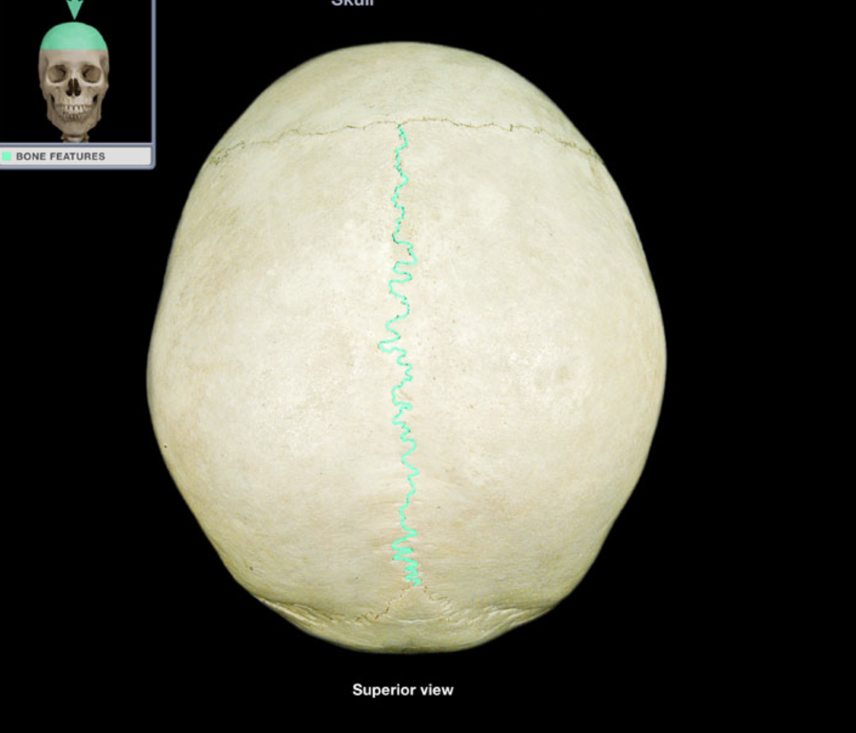 knowt flashcard image