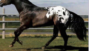 <p>What kind of appaloosa is this?</p>