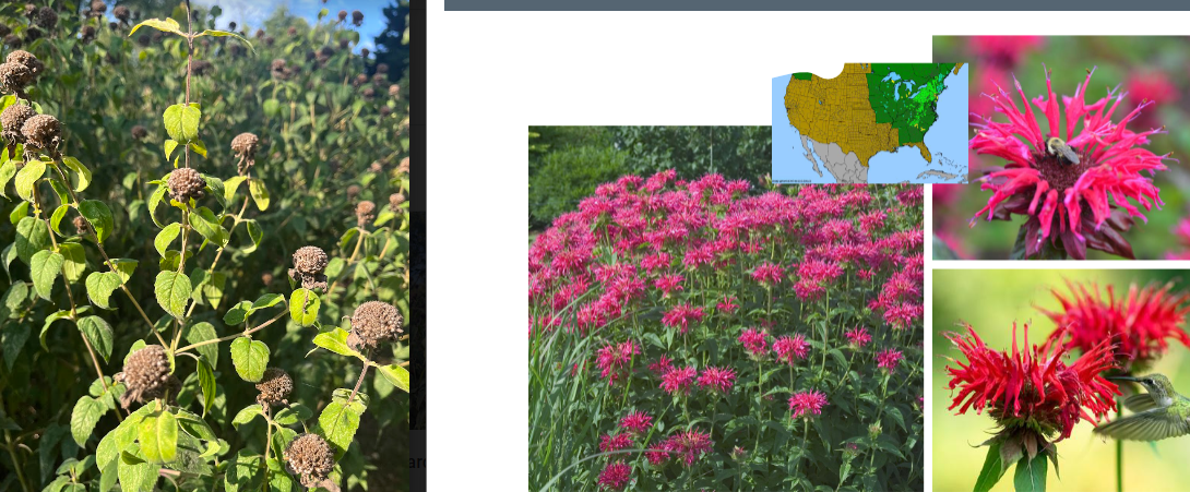 -tubular flowers
-most flowers dead by now (late september)
-square stems (mint)