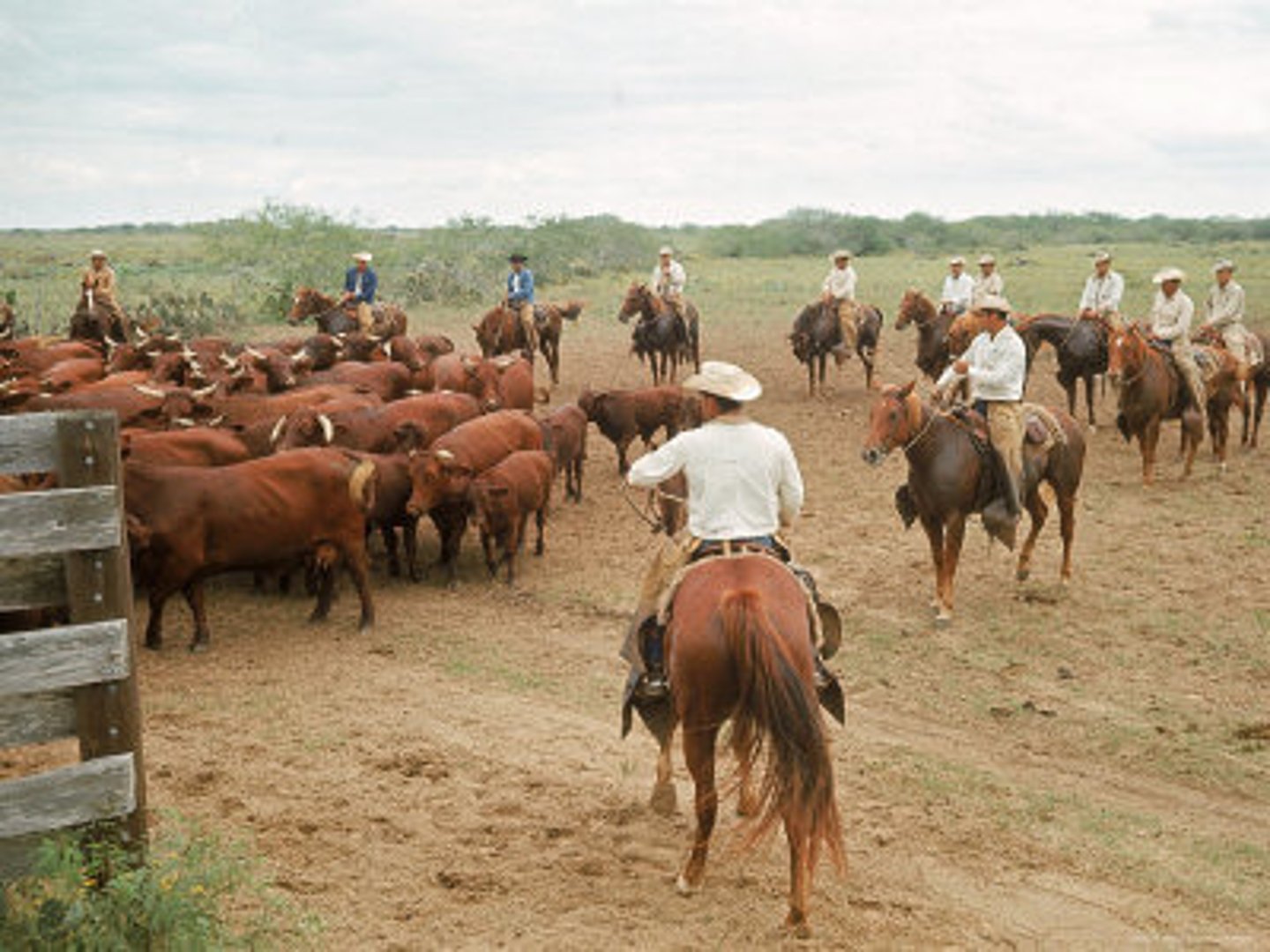 <p>Grew because of open range! Cattle were divided, branded, and moved by Cowboys that were mainly former Confederates, Hispanics, and African Americans.</p>