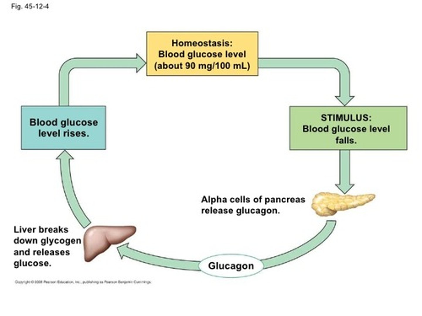 <p>(A) Hyperglycemia</p><p>Hyperglycemia is the main inhibitor of Glucagon release.</p><p>Basic amino acids in the blood actually trigger Glucagon release!</p>