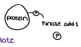 <ul><li><p>enzyme proteins that transfer phosphate groups (from ATP) to a protein in order to activate the protein </p></li></ul><p></p>