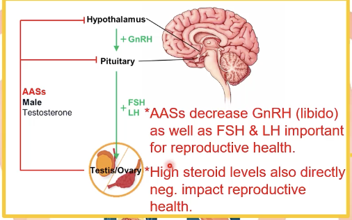 <p>AAS decrease GnRH (libido) as well as FSH and LH needed for reproductive health</p><p>high steroid levels neg impact reproductive health</p>