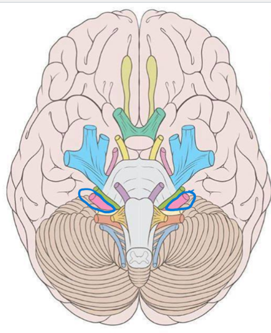 <p>VIII</p>