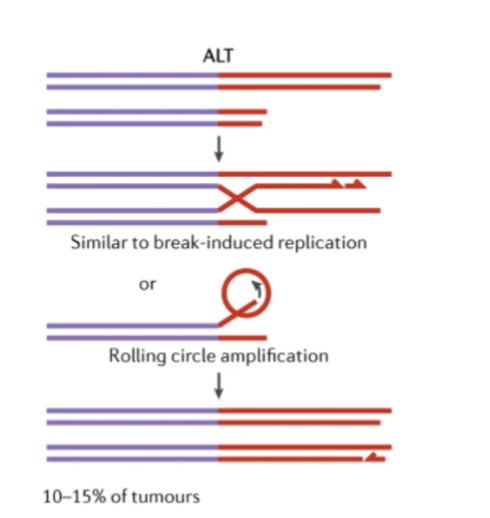 <ul><li><p>Alternative Lengthening of Telomeres (ALT) ~10-15%</p></li><li><p>Telomerase-independent telomere maintenance mechanism</p></li><li><p>Recombination mediated synthesis</p></li><li><p>Phenotypic characteristics: C-circles and ALT-associated promyelocytic leukaemia nuclear bodies</p></li><li><p>Associated with mutations of ATRX and DAXX (death domain-associated protein) – complex partner of ATRX (chromatin remodelling members)</p></li></ul><p></p>
