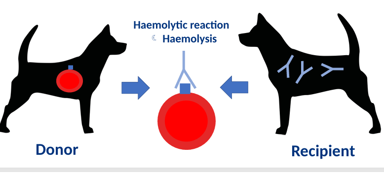 <ul><li><p>Based on Dog Erythrocyte Antigen system</p><ul><li><p>One we care about most is DEA 1 blood type- most antigenic</p><ul><li><p>So dog can either be DEA 1 -ve or DEA +ve</p></li></ul></li></ul></li><li><p>Dogs do not have naturally occurring antibodies only develop them following tranfusion- may have acute haemolytic reaction if exposed subsequently</p></li></ul><p></p>