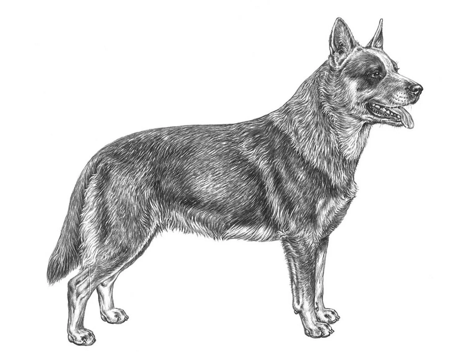 <p>Australian cattledog</p>