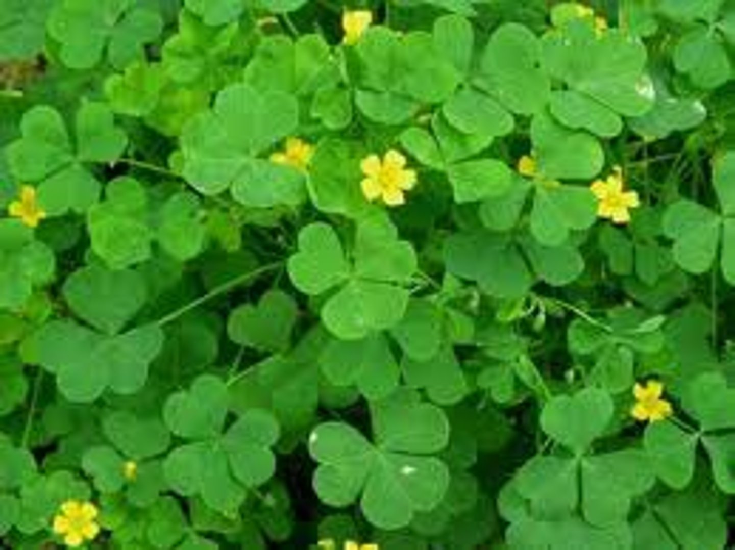 <p>Oxalis spp.</p>