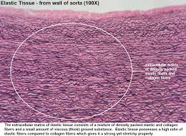 <p>protein fibers that provide elasticity and resilience to tissues, allowing them to withstand stretching. (yellow) </p>