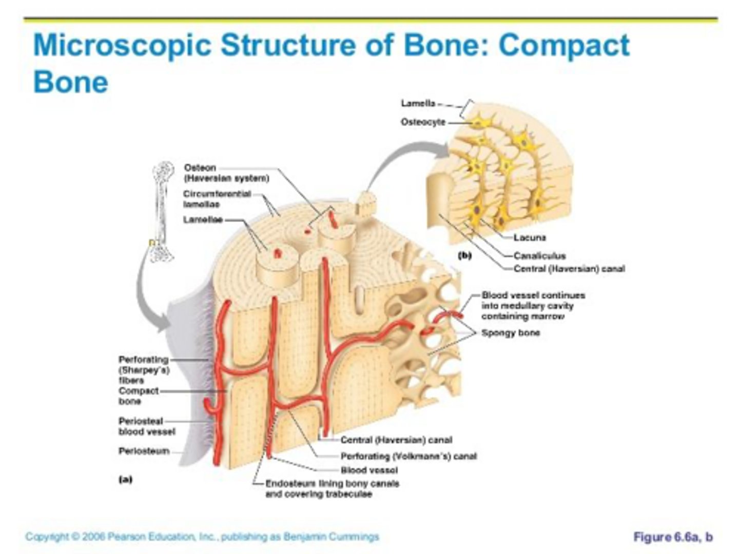 <p>Cortical (Compact) bone.</p>