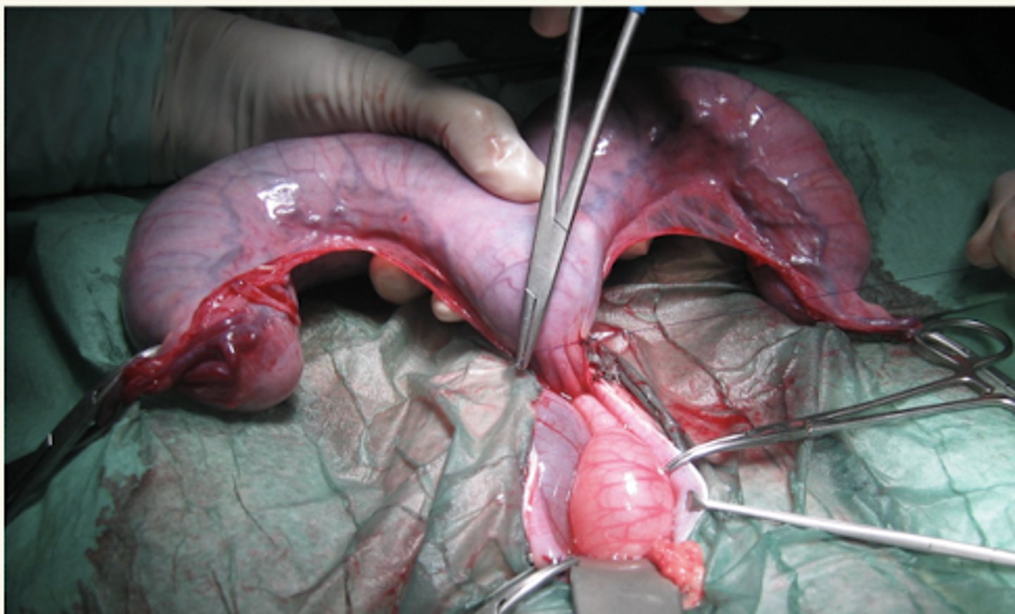 <p>↓ tiempo de anestesia</p><p>↓ posibilidad de contaminación abdominal</p><p>útil para abortos tempranos</p><p></p><p>hipoxia fetal temporal</p><p>necesario tener equipo para reanimación fetal</p><p>ideal para &lt;4 cachorros</p>