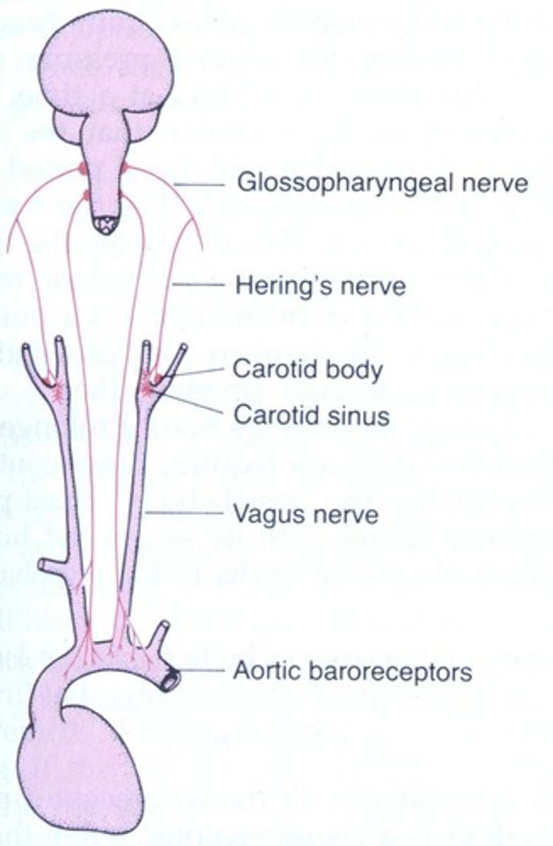 <p>The NTS processes sensory information from baroreceptors and regulates autonomic output to maintain blood pressure.</p>