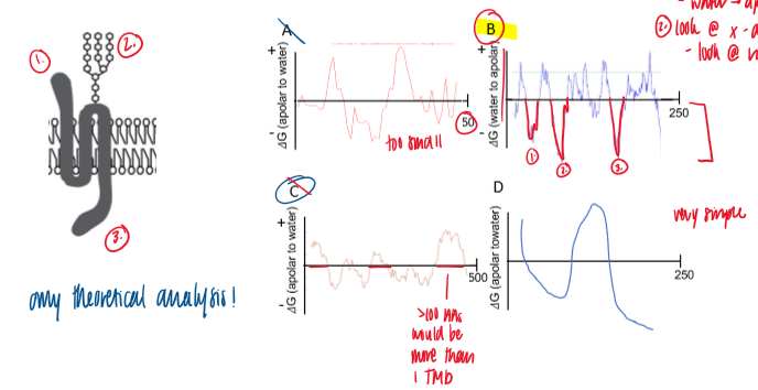 <ol><li><p>look at y axis </p></li></ol><ul><li><p>water → apolar = -△G for TMDs </p></li></ul><ol start="2"><li><p>look at x axis and range </p></li></ol><p></p>