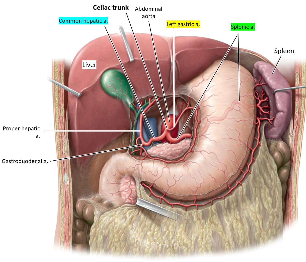 <ul><li><p><strong>Left gastric artery</strong> (supplies the left part of the lesser curvature of the stomach).</p></li><li><p><strong>Splenic artery</strong> (supplies the spleen, stomach, and pancreas).</p></li><li><p><strong>Common hepatic artery</strong> (divides into proper hepatic and gastroduodenal arteries).</p></li></ul><p></p>