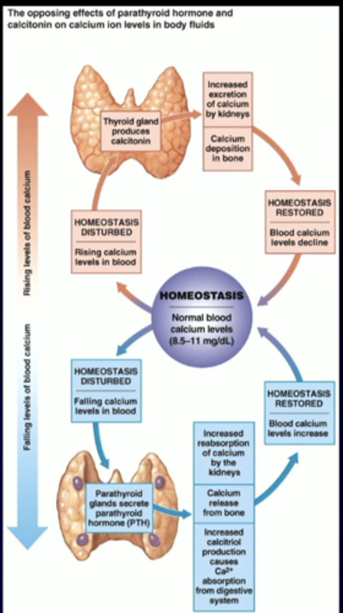 <p>effector sites for ca2+ homeostasis: </p><p>reabsorption</p>