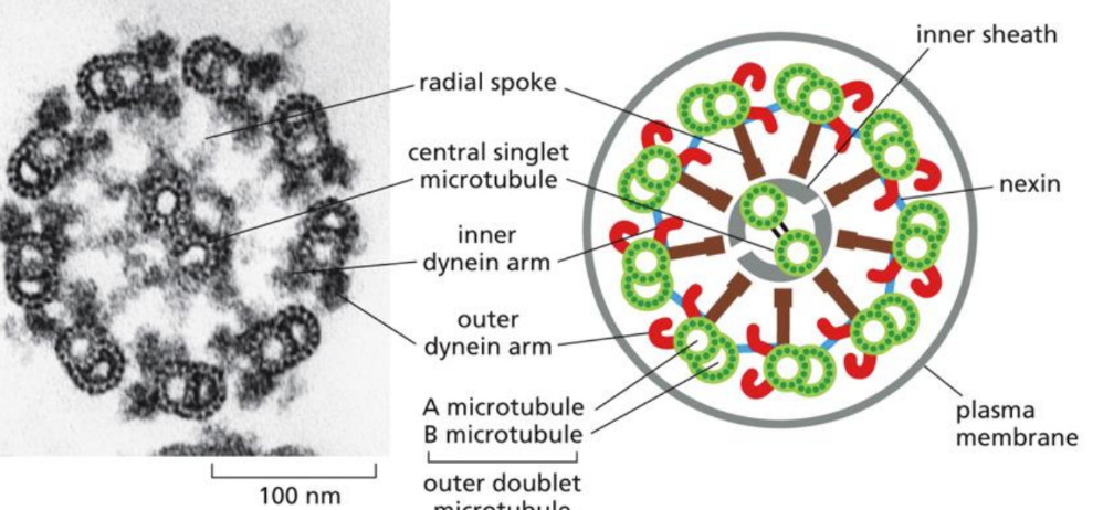 <p><span>allow cells to swim through liquid media&nbsp;</span></p><ul><li><p class="Paragraph SCXW160799480 BCX0" style="text-align: left"><span>made from microtubules &amp; motor proteins&nbsp;</span></p></li></ul><ul><li><p class="Paragraph SCXW160799480 BCX0" style="text-align: left"><span>Produced by axoneme (core)&nbsp;- image</span></p><ul><li><p class="Paragraph SCXW160799480 BCX0" style="text-align: left"><span>Made of microtubules and associated proteins in a special patter&nbsp;</span></p></li></ul></li></ul><p></p>