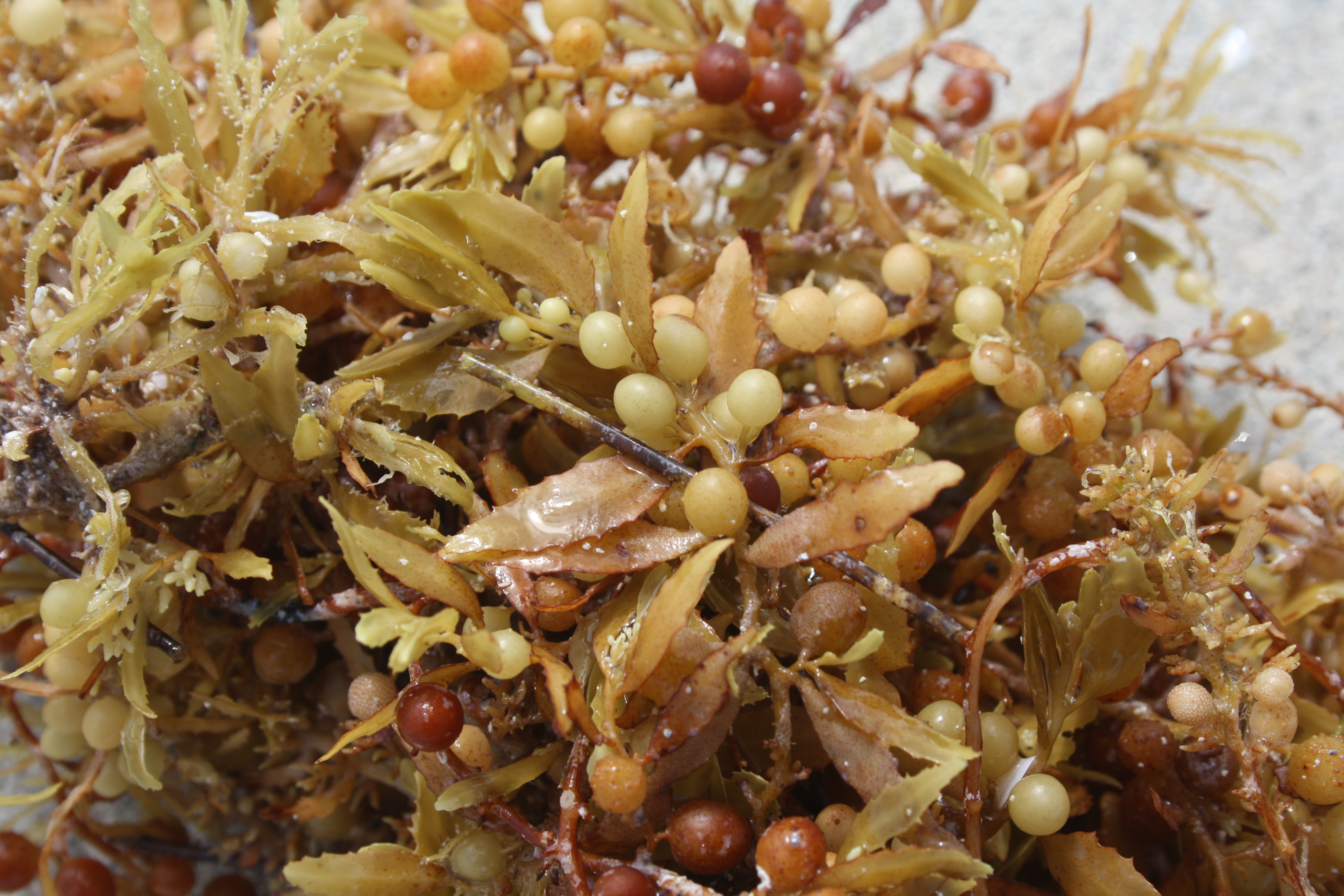 <p>puerto rican rice </p>