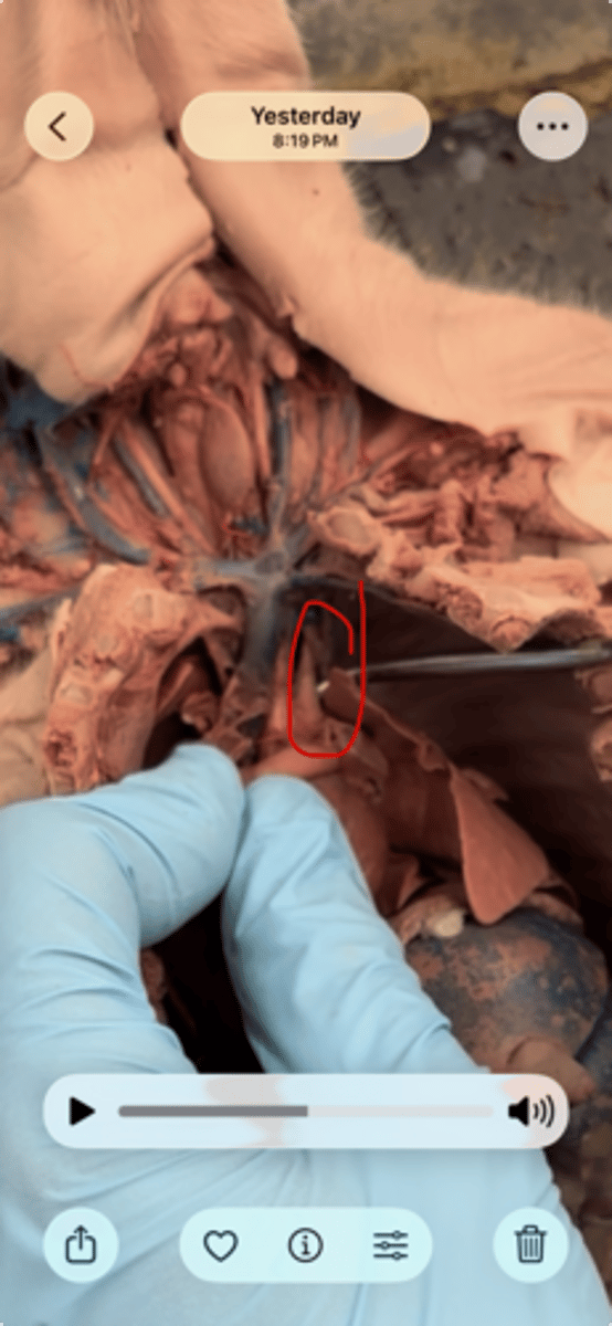 <p>*This can be asked in two ways!</p>