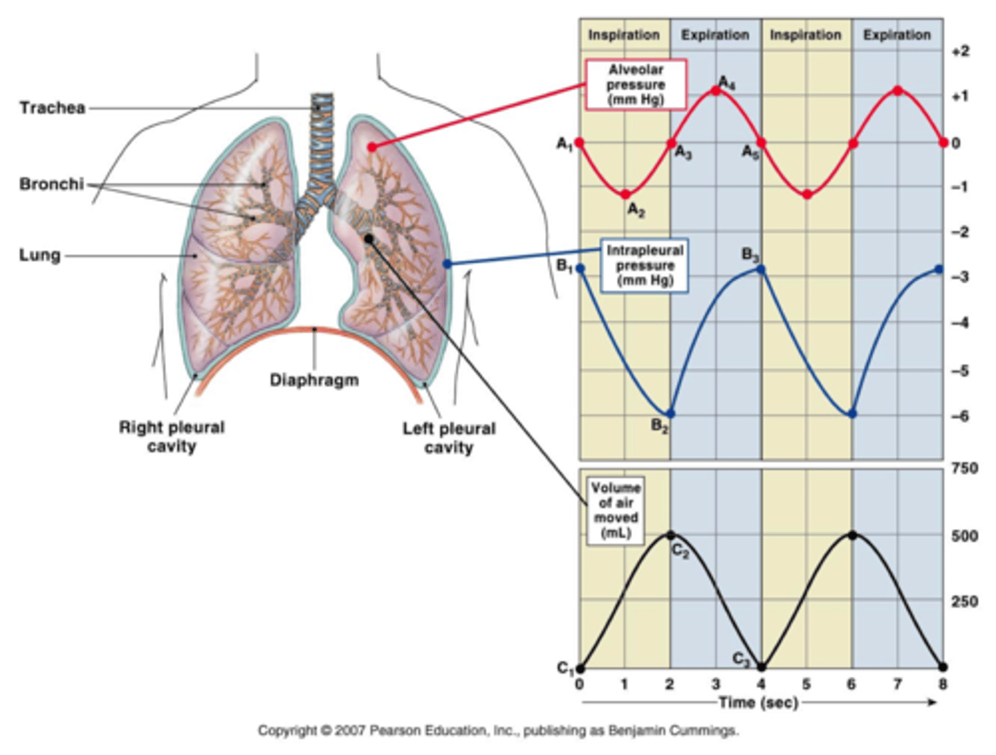 <p>-During inspiration, P_alv decreases as lungs expand, then increases to equalize air pressure (as air moves into lungs)<br>-Intrapleural pressure becomes more negative (parietal pulls more due to rib cage movement)<br>-As P_alv decreases, gradient --&gt; air moves in<br>-During exhalation, volume of lungs decreases, P_alv increases and then decreases to equalize (as air leaves)<br>-Intrapleural pressure rises (ribs move in, less opposite pull b/w two pleural membranes)<br>-As P_alv increases, gradient --&gt; air flows out</p>