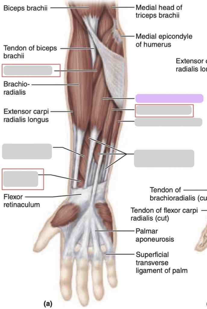 <p><span>Anterior arm (superficial)</span></p>