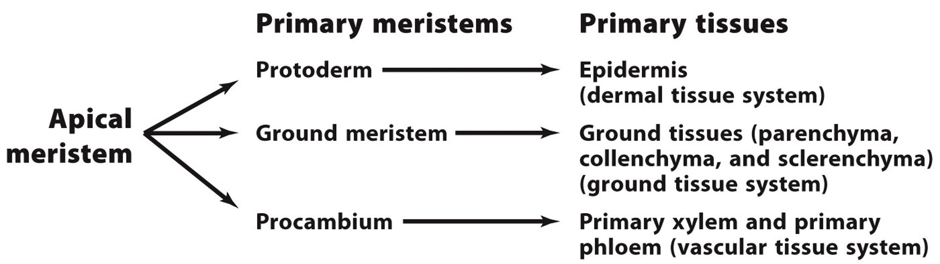 formation of primary tissues 