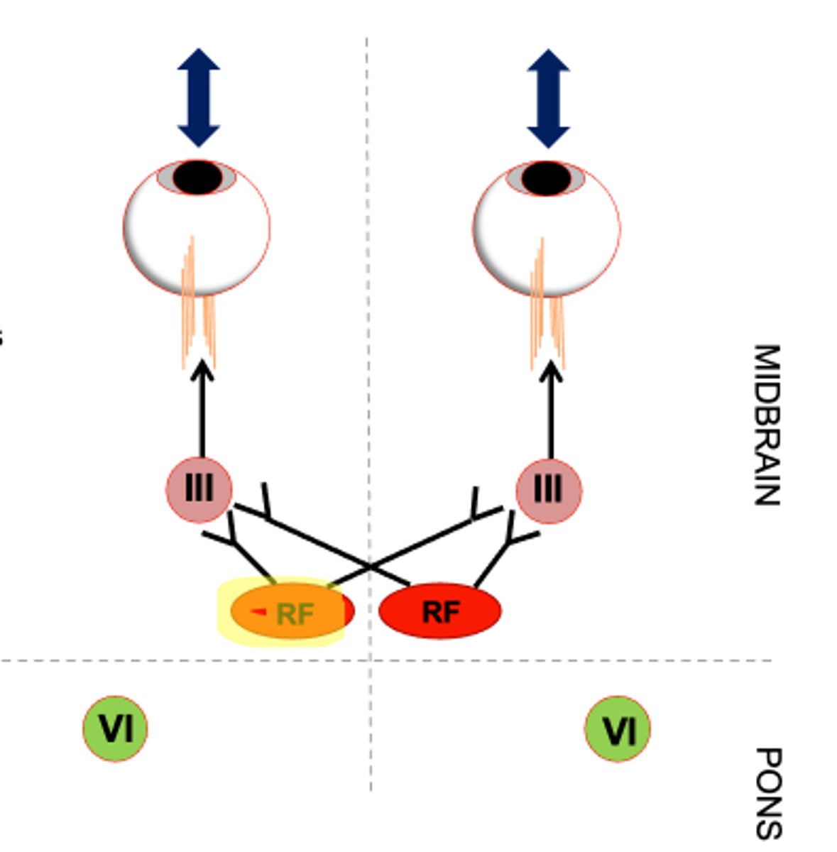 <p>midbrain</p><p>(not vestibular)</p>