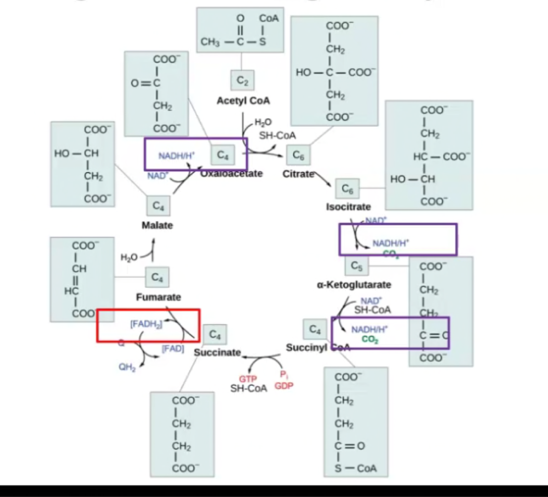 
1. Acetyl CoA is combined with a 4-C molecule (oxaloacetate) to make citric acid
2. The 2 carbons are pulled off as CO2’s (2 per Acetyl CoA).
3. Oxaloacetate is ready to bind to other acetyl CoA from another glucose. 
4. Three more NAD+ are reduced to NADH 
5. One FAD is reduced to FADH2 (continuing oxidation of glucose) 