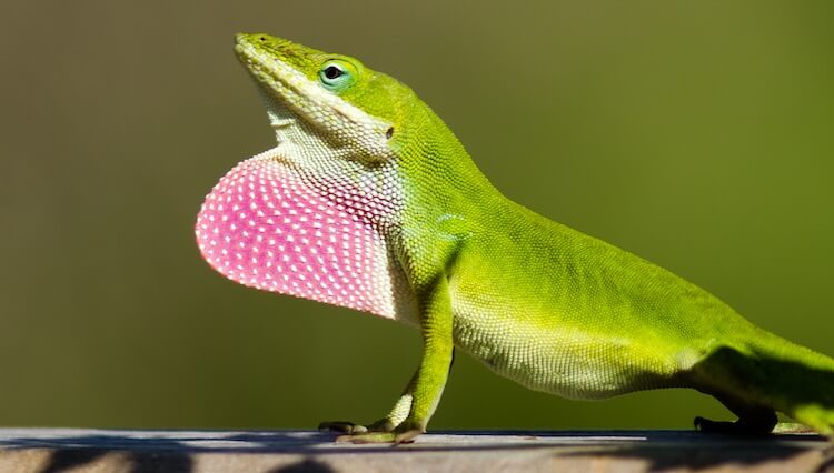 anoles (pleurodonta)

\

1. extraordinarily diverse
2. subdigital lamellae bearing setae
3. brightly colored dewlaps (throat patch)