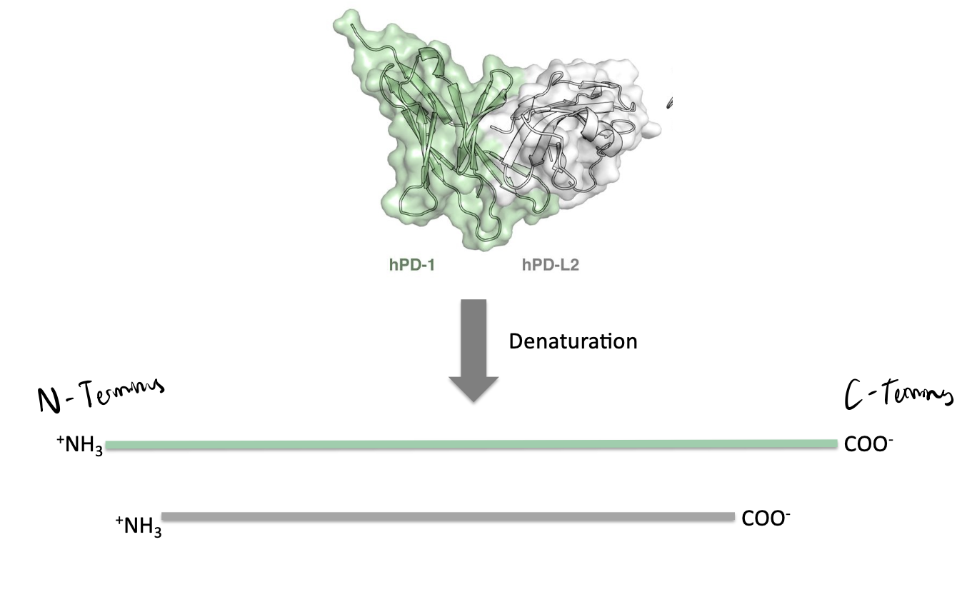 <p>disrupt weak non-covalent bonds but not covalent bonds (peptide bonds or phosphodiester bonds)</p>