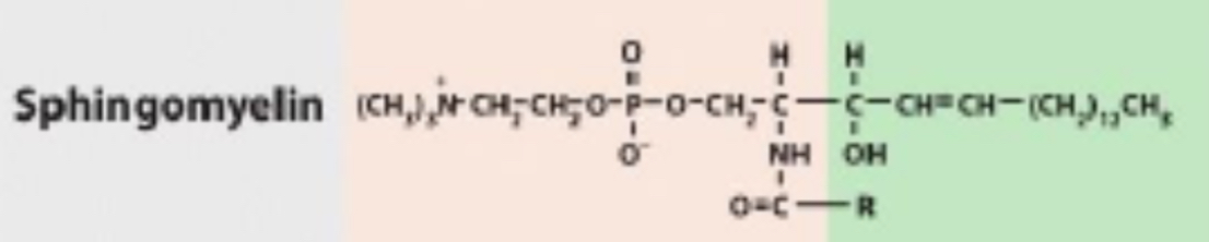 <p>Sphingomyelin</p>