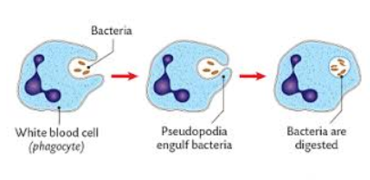 <p>tracking pathogens </p><p>binding to them</p><p>engulf foreign cells and digesting them</p>
