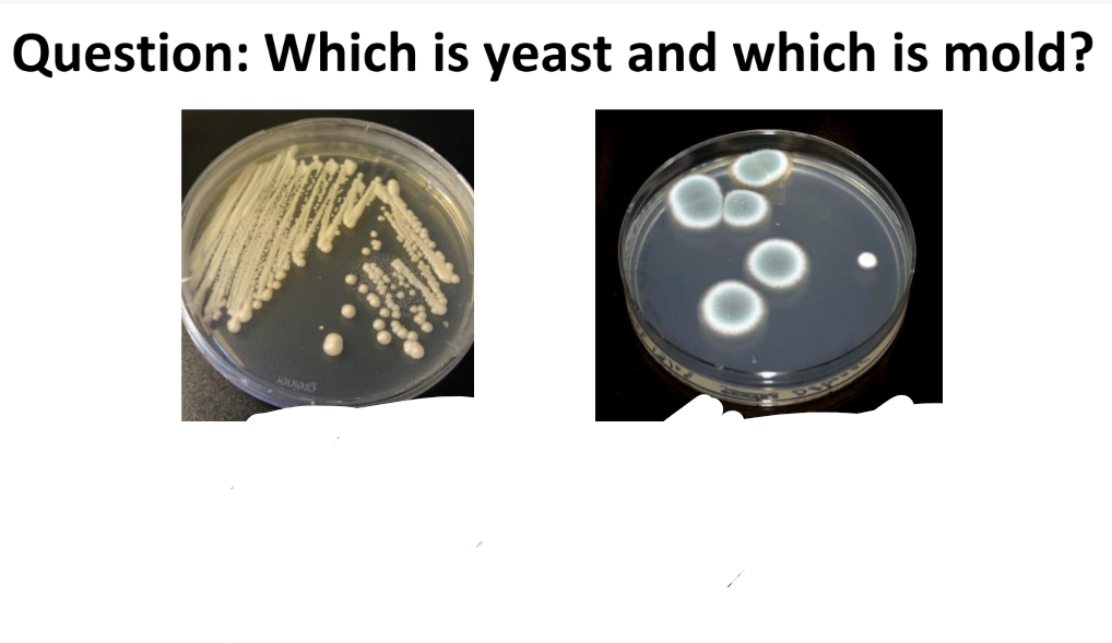 <p>how do yeast vs mold look on incubating plates? </p>