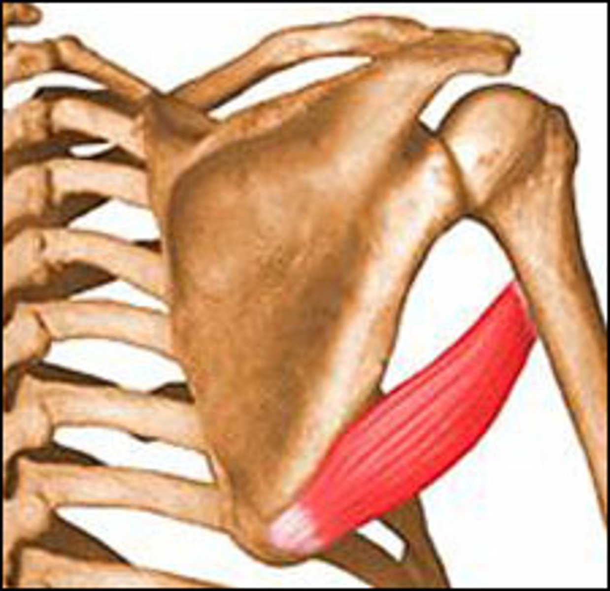 <p>Origin:Inferior angle of scapula</p><p>Insertion: Crest of lesser tubercle of humerus</p><p>Action: Medially rotates the shoulder, and adducts at shoulder.</p><p>Innervation: Lower Subscapular Nerve</p>