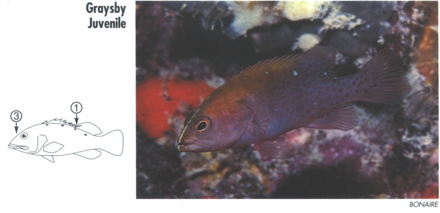 <p><span>JUVENILE: 3. White band runs from nape, between eyes to lower lip.</span></p>
