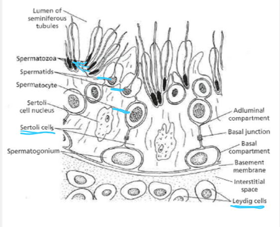 <p>spermatocyte → spermatids → spermatozoa </p>