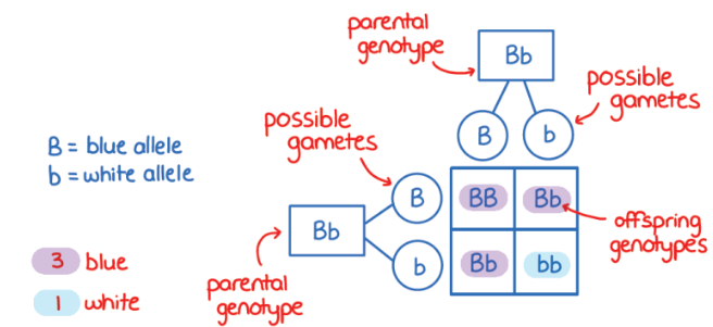 <ol><li><p>parental genotypes and gametes produced</p></li><li><p>cross the male gamete alleles with the female gamete alleles in a punnet square</p></li><li><p>genotype and phenotype ratios</p></li></ol><p></p>