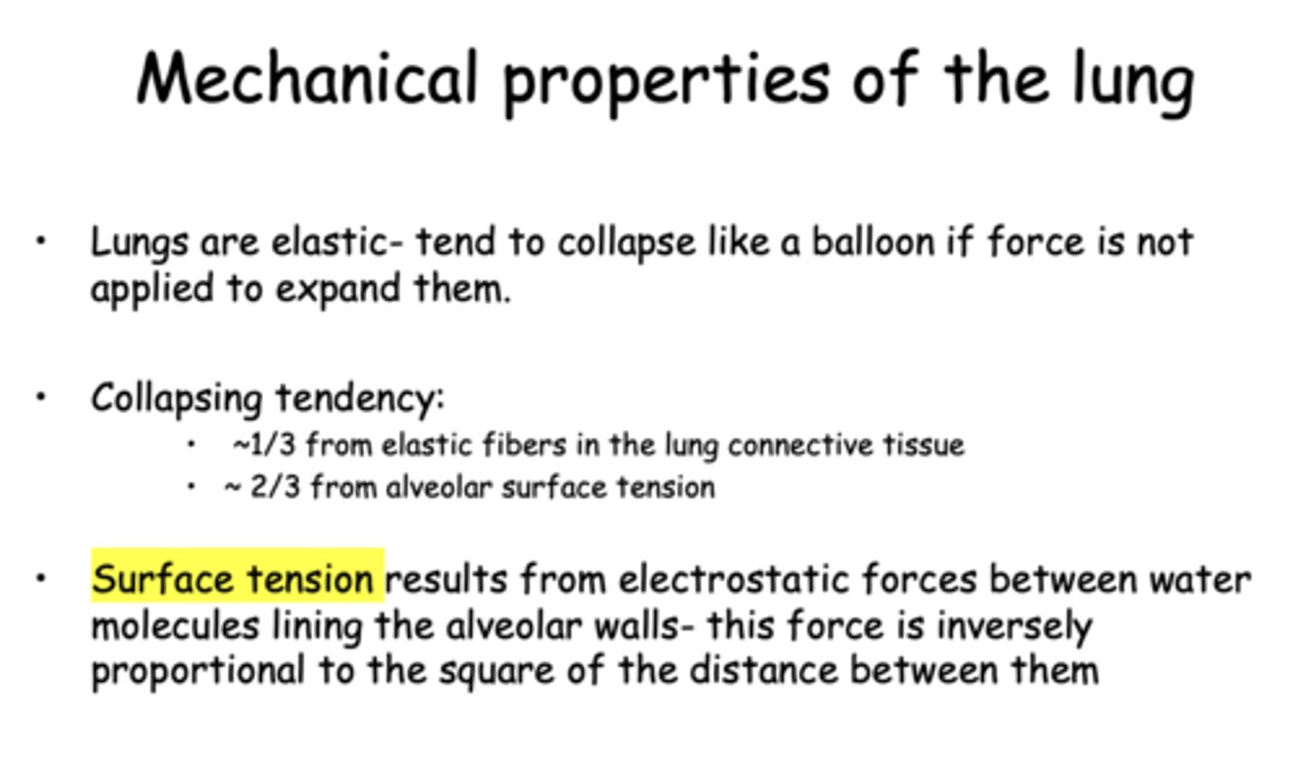 <p>elastic fibers</p>