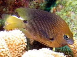 <p>Purplish brown dorsally, always with large black spot at upper pectoral fin base and on upper caudal peduncle, upper rim of eyes yellow, snout with blue wash (Juveniles yellow with large black spot on rear upper side and black spot on caudal peduncle)</p>